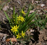 Gagea lutea: Gelbstern
Familie: Liliengewächse (Liliaceae)